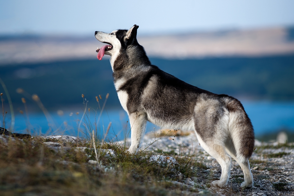 awesome_siberian_husky_in_the_mountains.jpg