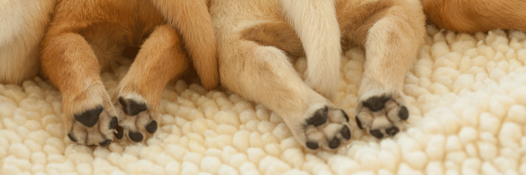 puppy_paws.gif